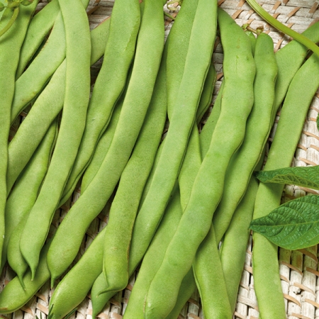 CLIMBING BEAN EVA