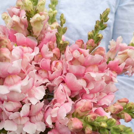 ANTIRRHINUM BRIDAL PINK F1