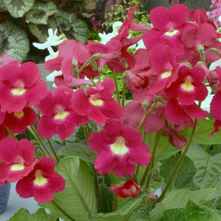 STREPTOCARPUS SUSAN