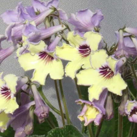 STREPTOCARPUS LEMON SORBET