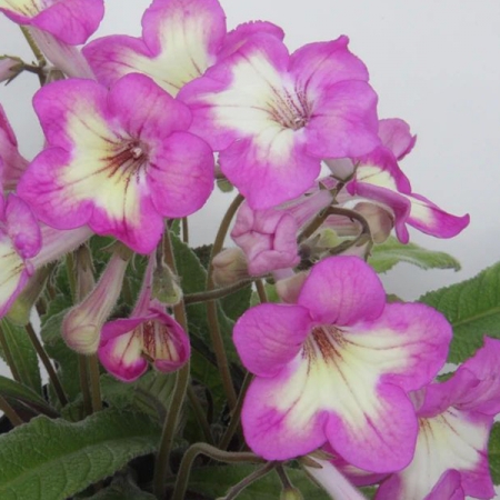 STREPTOCARPUS ISLA