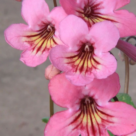 STREPTOCARPUS SADIE