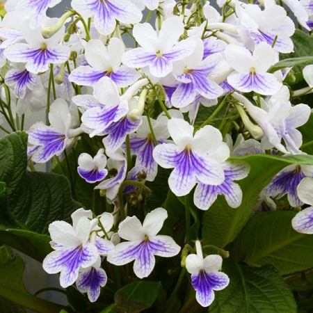 STREPTOCARPUS GWEN
