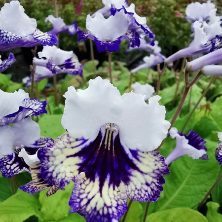 STREPTOCARPUS CARNIVAL