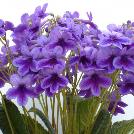 STREPTOCARPUS CARYS