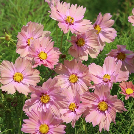 COSMOS APRICOTTA