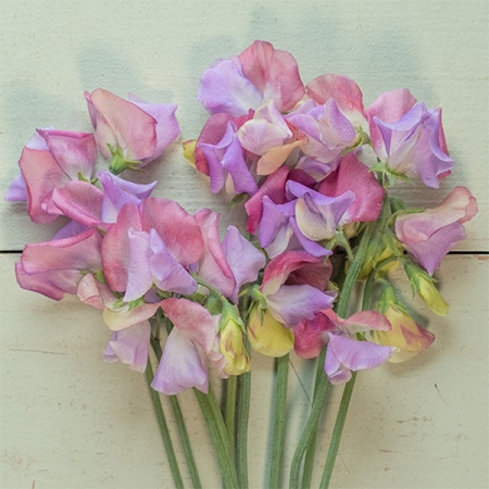 SWEET PEA ENCHANTE
