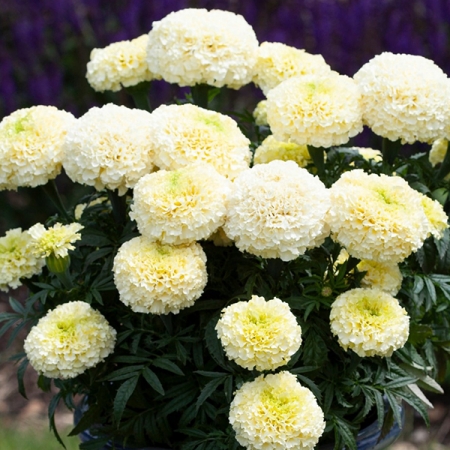 MARIGOLD WHITE GOLD MAX