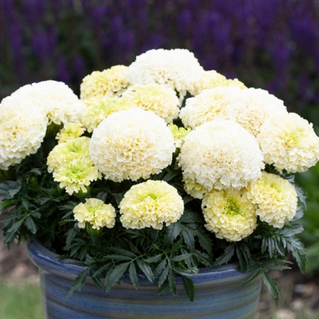 MARIGOLD WHITE GOLD MINI