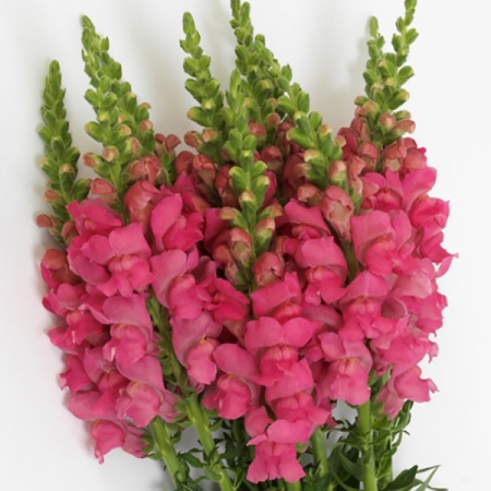 ANTIRRHINUM POTOMAC DARK PINK F1