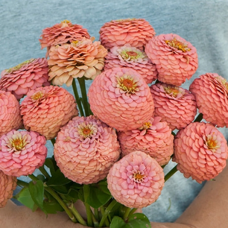 ZINNIA OKLAHOMA SALMON