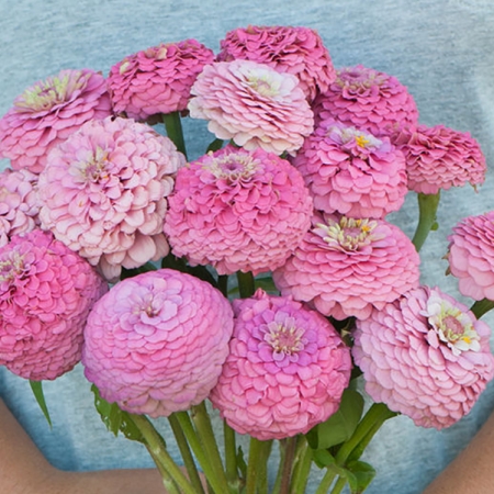 ZINNIA OKLAHOMA PINK