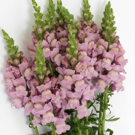 ANTIRRHINUM POTOMAC LAVENDER F1