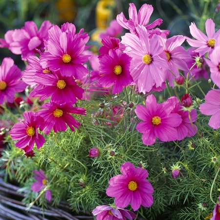 COSMOS SONATA PINK