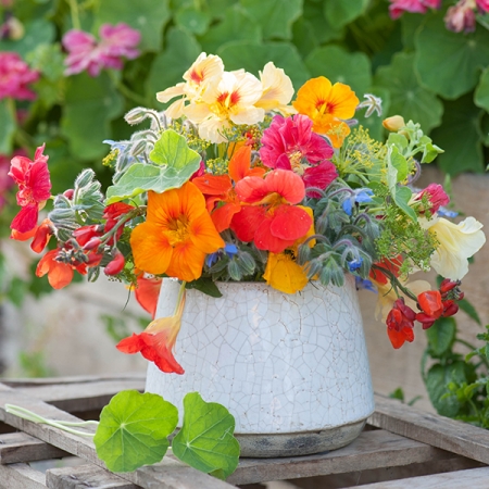 NASTURTIUM SUMMER FRUITS MIXED