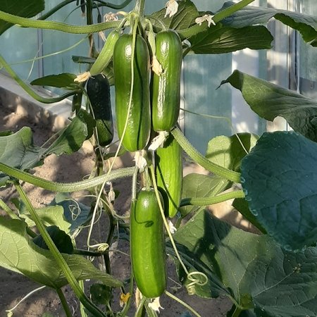 CUCUMBER PARTY TIME