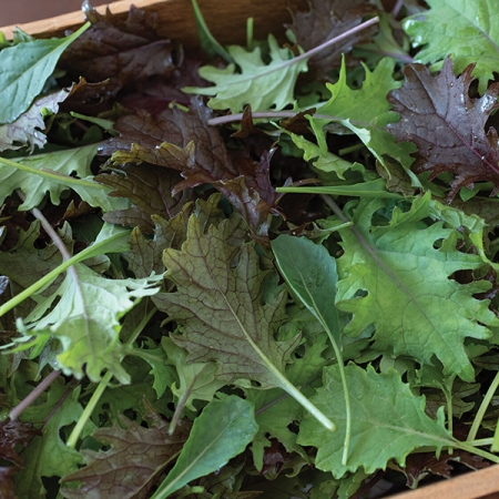 KALE KALEBRATION MIXED