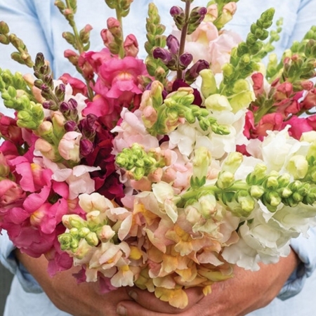 ANTIRRHINUM COSTA MIXED F1