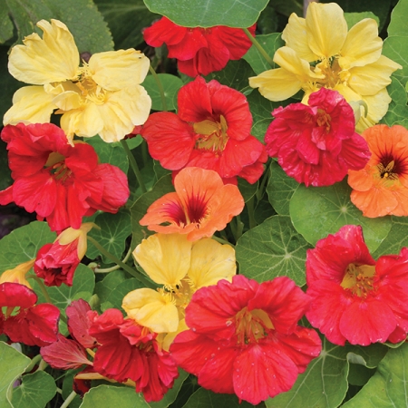 NASTURTIUM HAWAIIAN MIXED