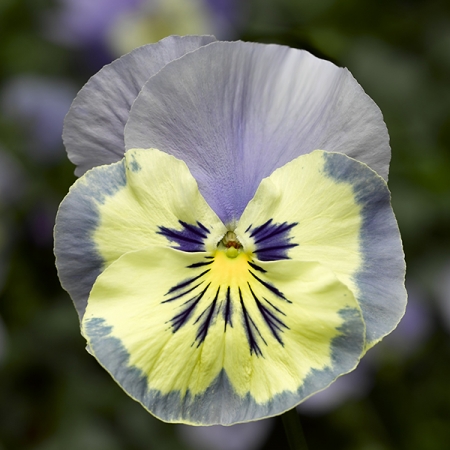 PANSY VANILLA SKY F1