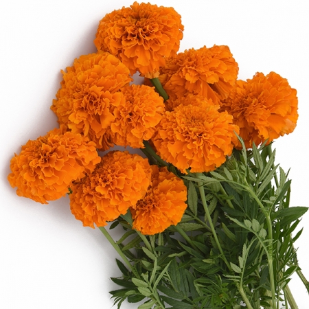 MARIGOLD XOCHI