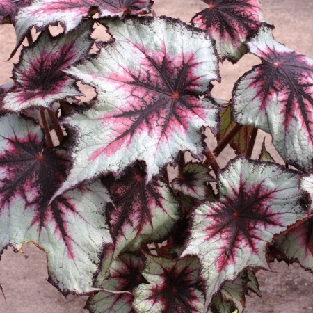 BEGONIA SILVER SPIRIT