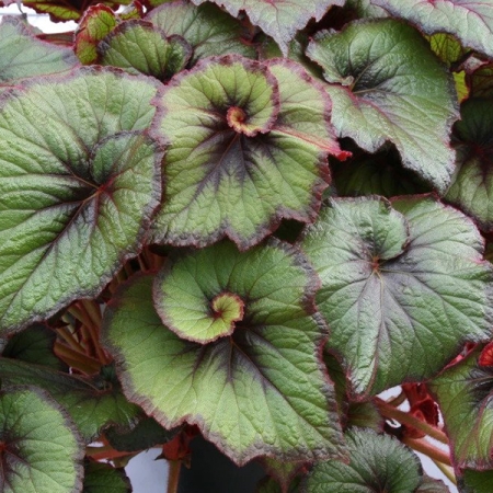 BEGONIA CURLY FIREFLUSH