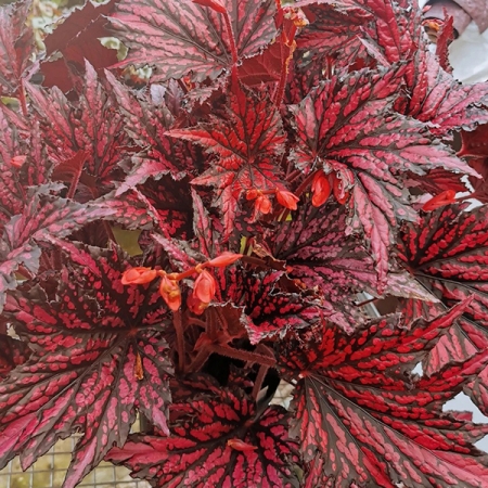 BEGONIA MERRYMAKER