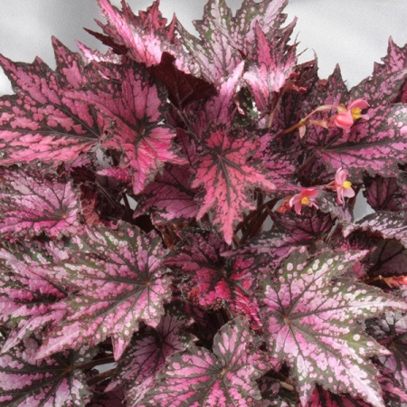 BEGONIA JOYFUL BLAZE