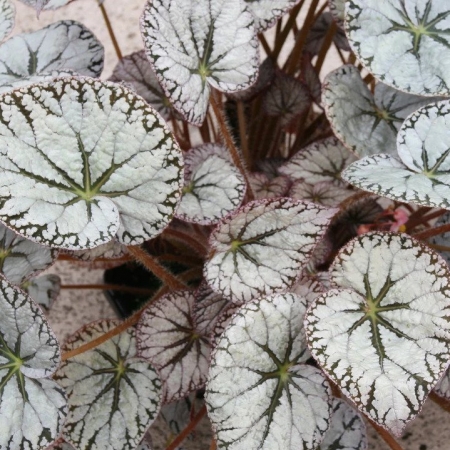 BEGONIA SILVER LACE