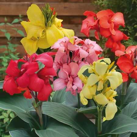 CANNA CANNOVA MIXED F1
