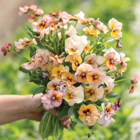 PANSY NATURE ANTIQUE SHADES F1