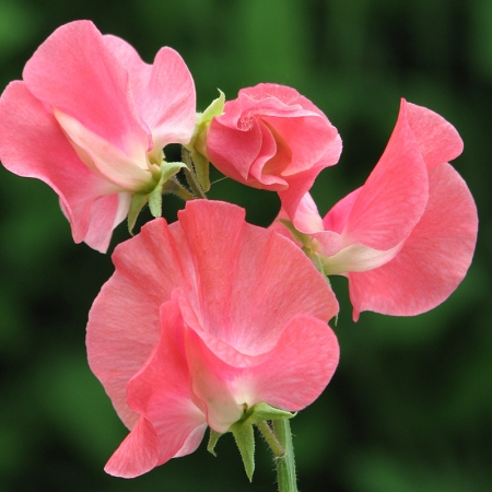 SWEET PEA VERA LYNN