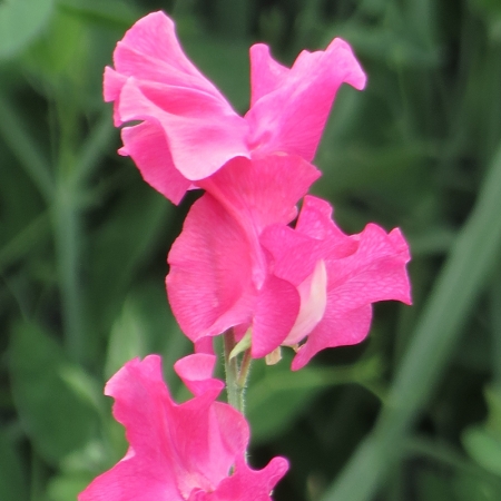 SWEET PEA MILLY