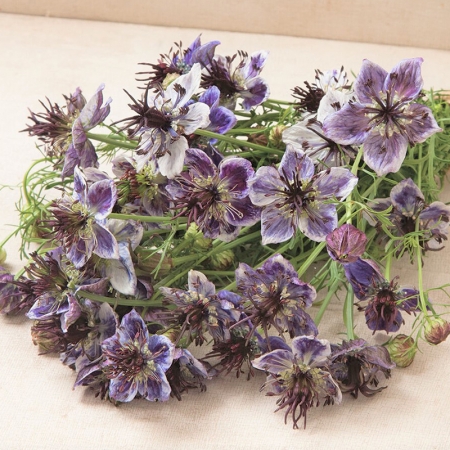 NIGELLA DELFT BLUE