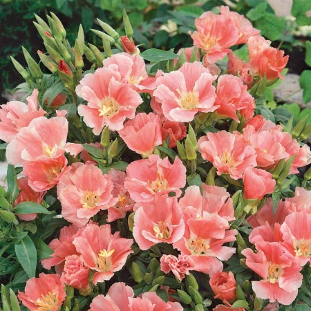 GODETIA SYBIL SHERWOOD