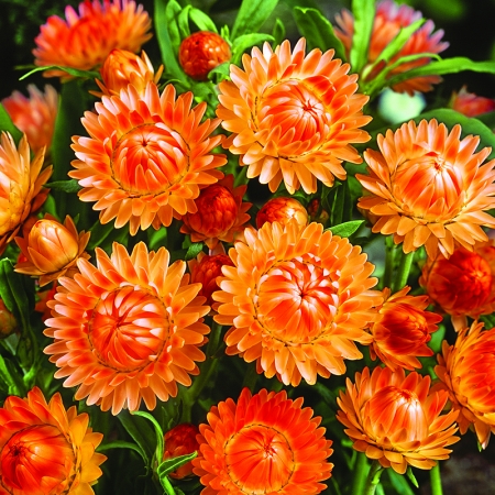 HELICHRYSUM ORANGE DELIGHT