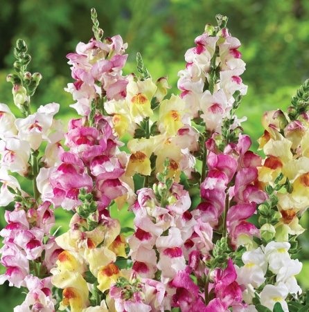 ANTIRRHINUM BRIGHTON ROCK