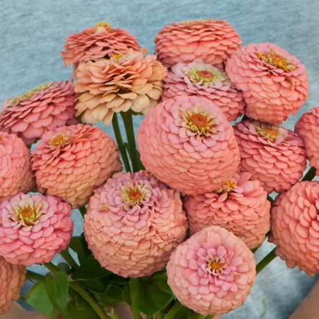 ZINNIA OKLAHOMA SALMON