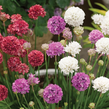 ARMERIA BALLERINA MIXED
