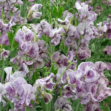 SWEET PEA DAVID TOSTEVIN
