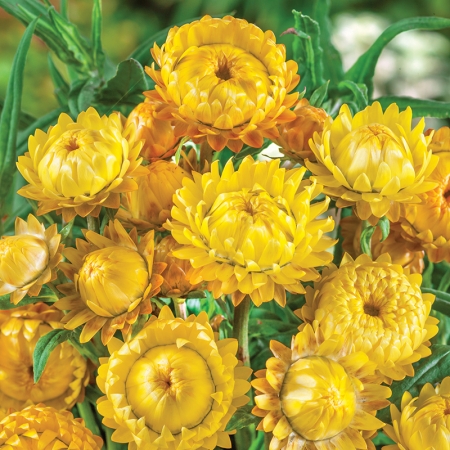 HELICHRYSUM LEMON YELLOW