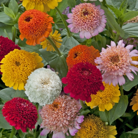 ZINNIA CRESTO MIXED