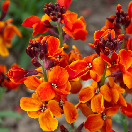 WALLFLOWER SUGAR RUSH ORANGE F1