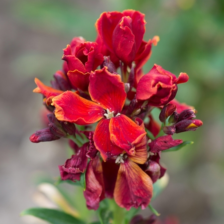 WALLFLOWER FIRE KING