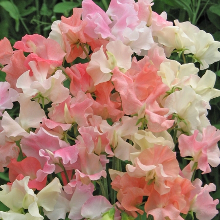 SWEET PEA FRILLS AND BLUSHES