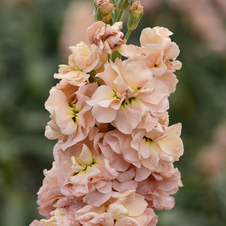 STOCKS APRICOT PUNCH