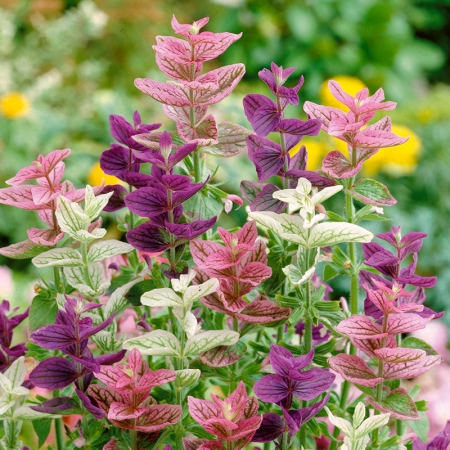 SALVIA HORMINUM MONARCH MIXED SEEDS