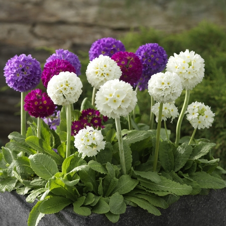PRIMULA DRUMSTICK MIXED SEEDS | A-Z