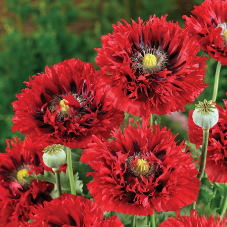 PAPAVER SERIOUSLY SCARLET